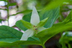 Trillium flexipes
