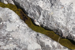 Hypodontium