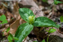 Trillium discolor
