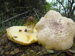 Floccularia luteovirens