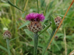 Centaurea debeauxii