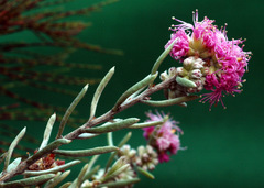 Melaleuca sapientes
