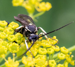 Orgichneumon calcatorius