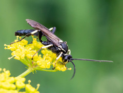 Orgichneumon calcatorius