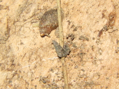 Succinea meridionalis