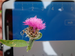 Centaurea debeauxii