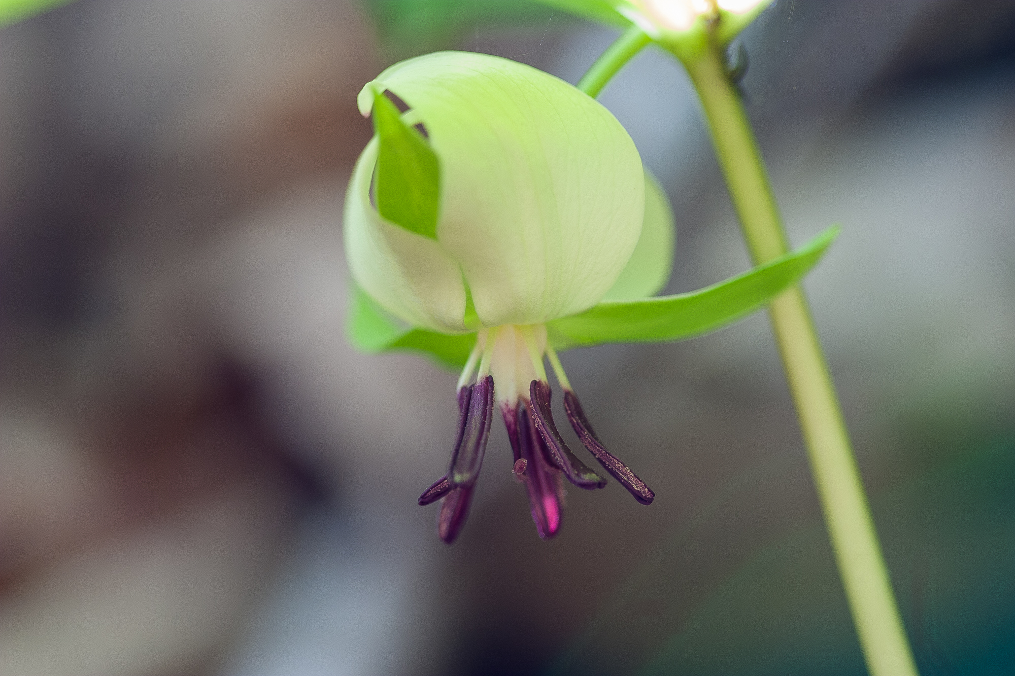 Trillium rugelii