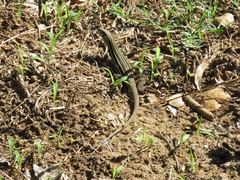 Aspidoscelis uniparens