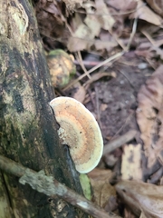 Steccherinum rawakense