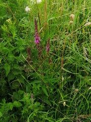 Lythrum salicaria