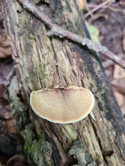 Steccherinum rawakense