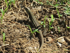 Aspidoscelis uniparens