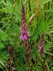Lythrum salicaria