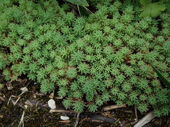 Sedum pallidum