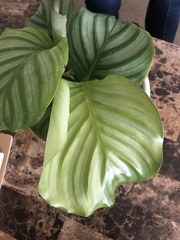 Goeppertia orbifolia