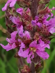 Lythrum salicaria
