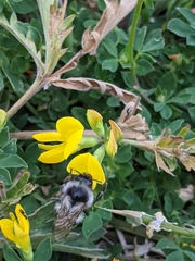 Bombus appositus