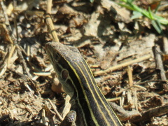 Aspidoscelis uniparens