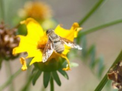 Paravilla edititoides