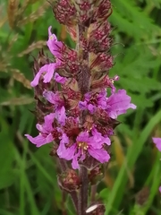Lythrum salicaria