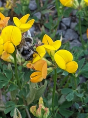 Bombus appositus