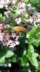 Silvius alpinus