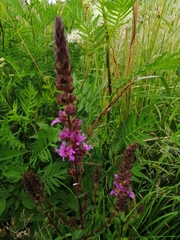 Lythrum salicaria