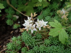Sedum pallidum
