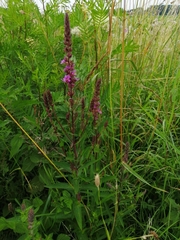 Lythrum salicaria