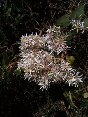 Munnozia jussieui