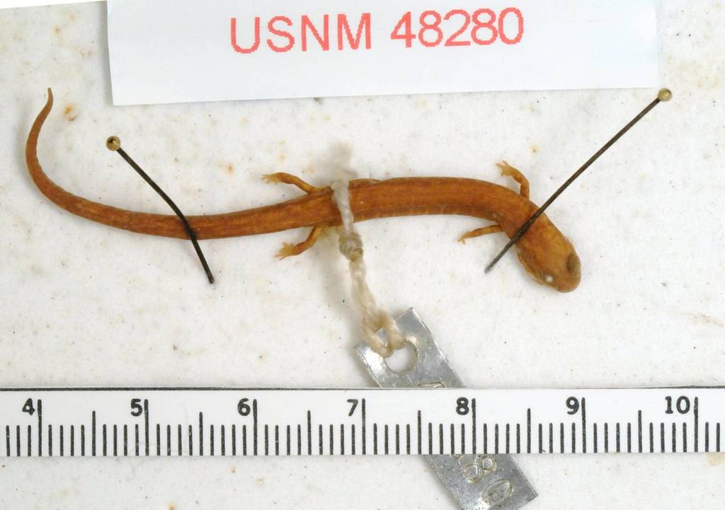 La Estrella Salamander