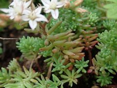 Sedum pallidum
