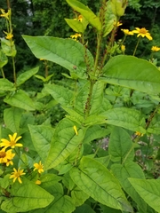 Heliantheae