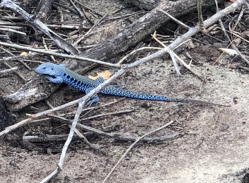 Common Puerto Rican Ameiva, Puerto Rico, Loíza, PR, US, photo 6 of 10
