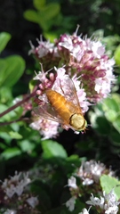 Silvius alpinus