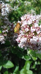 Silvius alpinus