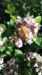 Silvius alpinus
