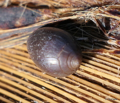 Melampus castaneus