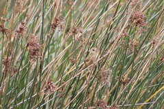 Spartonoica maluroides