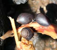 Melampus castaneus
