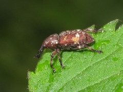Pissodes castaneus