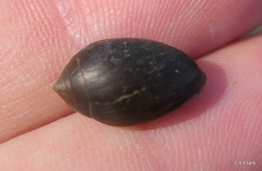 Melampus castaneus