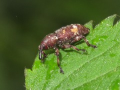 Pissodes castaneus