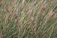 Spartonoica maluroides