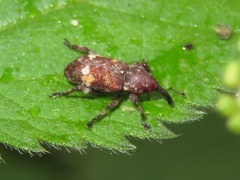 Pissodes castaneus