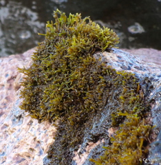 Ahnfeltiopsis concinna