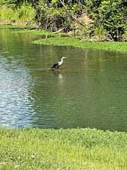 Anhinga
