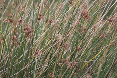 Spartonoica maluroides
