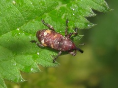 Pissodes castaneus