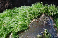 Chaetomorpha antennina